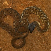 Rhabdophis ceylonensis Gunther, 1858